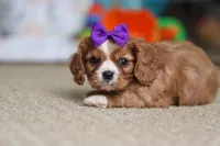 Violet, a female Cavalier King Charles Spaniel for sale in Baltic, OH – Photo 9 of 10
