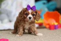 Violet, a female Cavalier King Charles Spaniel for sale in Baltic, OH – Photo 4 of 10