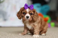 Violet, a female Cavalier King Charles Spaniel for sale in Baltic, OH – Photo 8 of 10