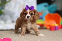 Violet, a female Cavalier King Charles Spaniel for sale in Baltic, OH – Photo 5 of 10