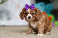 Violet, a female Cavalier King Charles Spaniel for sale in Baltic, OH – Photo 7 of 10