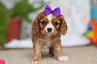 Violet, a female Cavalier King Charles Spaniel for sale in Baltic, OH – Photo 3 of 10