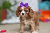 Violet, a female Cavalier King Charles Spaniel for sale in Baltic, OH – Photo 10 of 10