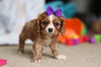 Violet, a female Cavalier King Charles Spaniel for sale in Baltic, OH – Photo 2 of 10