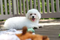 Fern, a female Bichon Frise for sale in Baltic, OH – 2 of 7