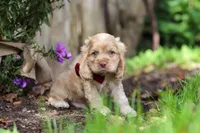 Maverick, a male Cocker Spaniel for sale in Baltic, OH – 5 of 6