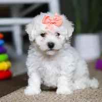 Kaylee, a female Bichon Frise for sale in Baltic, OH – Photo 3 of 4
