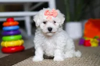 Kaylee, a female Bichon Frise for sale in Baltic, OH – Photo 3 of 4