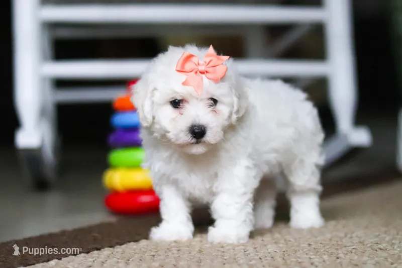 Kaylee, a female Bichon Frise for sale in Baltic, OH – Photo 1 of 4
