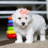 Kaylee, a female Bichon Frise for sale in Baltic, OH – Photo 1 of 4