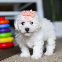 Kaylee, a female Bichon Frise for sale in Baltic, OH – Photo 2 of 4