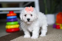 Kaylee, a female Bichon Frise for sale in Baltic, OH – Photo 2 of 4