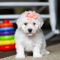 Kaylee, a female Bichon Frise for sale in Baltic, OH – Photo 4 of 4
