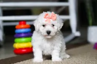 Kaylee, a female Bichon Frise for sale in Baltic, OH – Photo 4 of 4