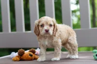 Theo, a male Cocker Spaniel for sale in Baltic, OH – 2 of 9