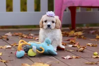 Rosie, a female Cavachon for sale in Baltic, OH – 5 of 10