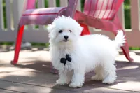 Echo, a male Bichon Frise for sale in Baltic, OH – 5 of 8