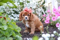 Minnie, a female Cavalier King Charles Spaniel for sale in Baltic, OH – 5 of 9