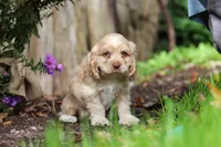 Chase, a male Cocker Spaniel for sale in Baltic, OH – 6 of 7