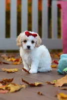 Lily, a female Cavachon for sale in Baltic, OH – 5 of 9