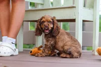 Milo, a male Cocker Spaniel for sale in Baltic, OH – 4 of 8