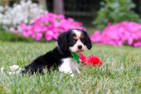 Cooper, a male Cavalier King Charles Spaniel for sale in Baltic, OH – 6 of 8