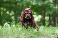 Thea, a female Cocker Spaniel for sale in Baltic, OH – 4 of 9