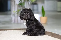 Ellie, a female Cocker Spaniel for sale in Baltic, OH – Photo 5 of 5