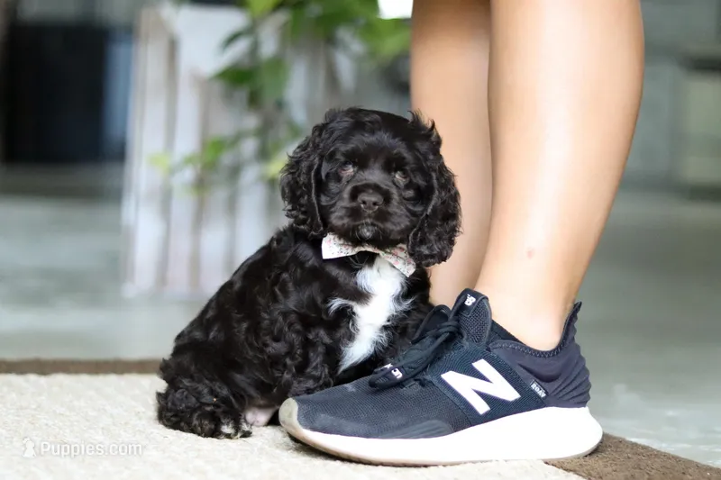 Ellie – Cocker Spaniel puppy for sale in Baltic, OH