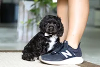 Ellie, a female Cocker Spaniel for sale in Baltic, OH – Photo 1 of 5