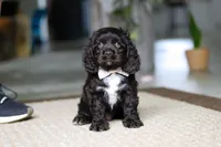 Ellie, a female Cocker Spaniel for sale in Baltic, OH – Photo 2 of 5