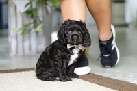 Ellie, a female Cocker Spaniel for sale in Baltic, OH – Photo 4 of 5