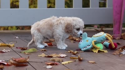 Cooper, a male Cavachon for sale in Baltic, OH – 6 of 6