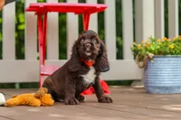 Ollie, a male Cocker Spaniel for sale in Baltic, OH – 3 of 6