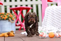 Cody, a male Cocker Spaniel for sale in Baltic, OH – 2 of 6
