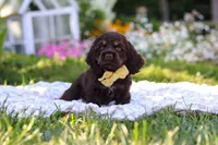 Archie, a male Cocker Spaniel for sale in Baltic, OH – 6 of 9