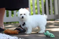 Echo, a male Bichon Frise for sale in Baltic, OH – 2 of 8