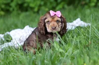 Bella, a female Cocker Spaniel for sale in Baltic, OH – 1 of 5