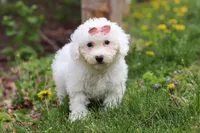 Sunny, a female Bichon Frise for sale in Baltic, OH – Photo 4 of 9