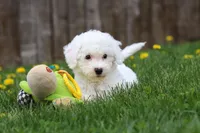 Sunny, a female Bichon Frise for sale in Baltic, OH – Photo 8 of 9