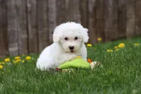 Sunny, a female Bichon Frise for sale in Baltic, OH – Photo 7 of 9