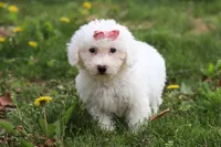Sunny, a female Bichon Frise for sale in Baltic, OH – Photo 5 of 9