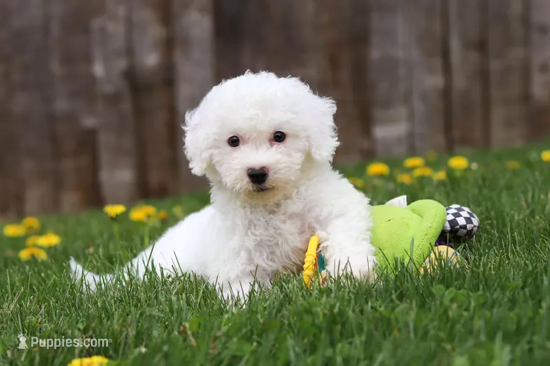 Sunny – Bichon Frise puppy for sale in Baltic, OH
