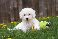 Sunny, a female Bichon Frise for sale in Baltic, OH – Photo 1 of 9