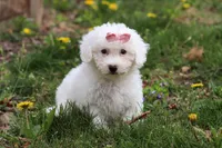 Sunny, a female Bichon Frise for sale in Baltic, OH – Photo 2 of 9