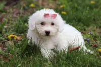 Sunny, a female Bichon Frise for sale in Baltic, OH – Photo 6 of 9