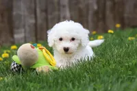 Sunny, a female Bichon Frise for sale in Baltic, OH – Photo 9 of 9