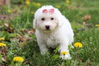Sunny, a female Bichon Frise for sale in Baltic, OH – Photo 3 of 9