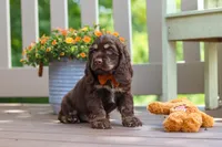 Mason, a male Cocker Spaniel for sale in Baltic, OH – 2 of 6