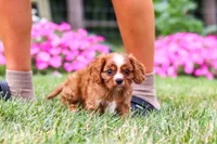 Ollie, a male Cavalier King Charles Spaniel for sale in Baltic, OH – 1 of 9